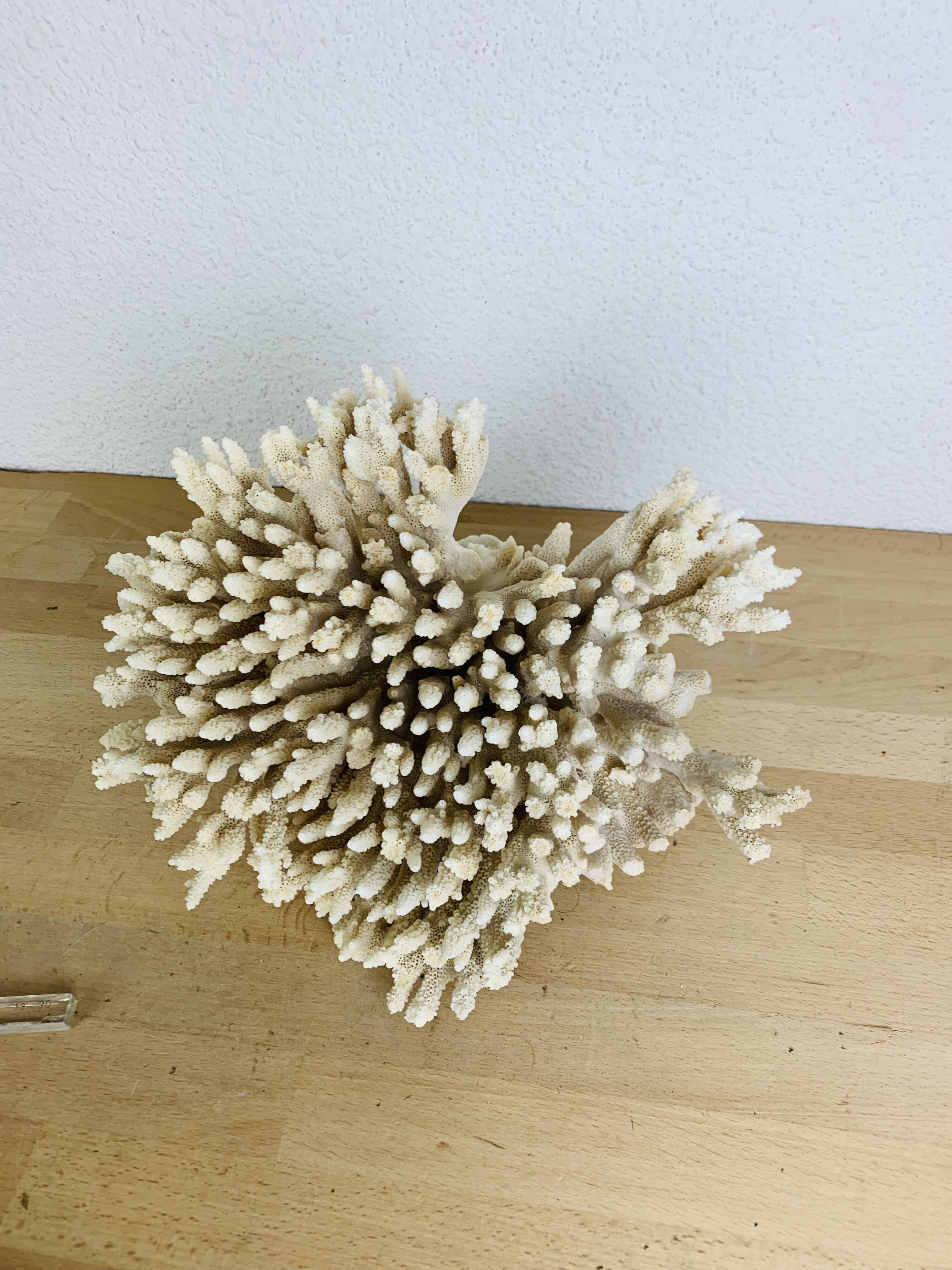 Old coral 29 cm