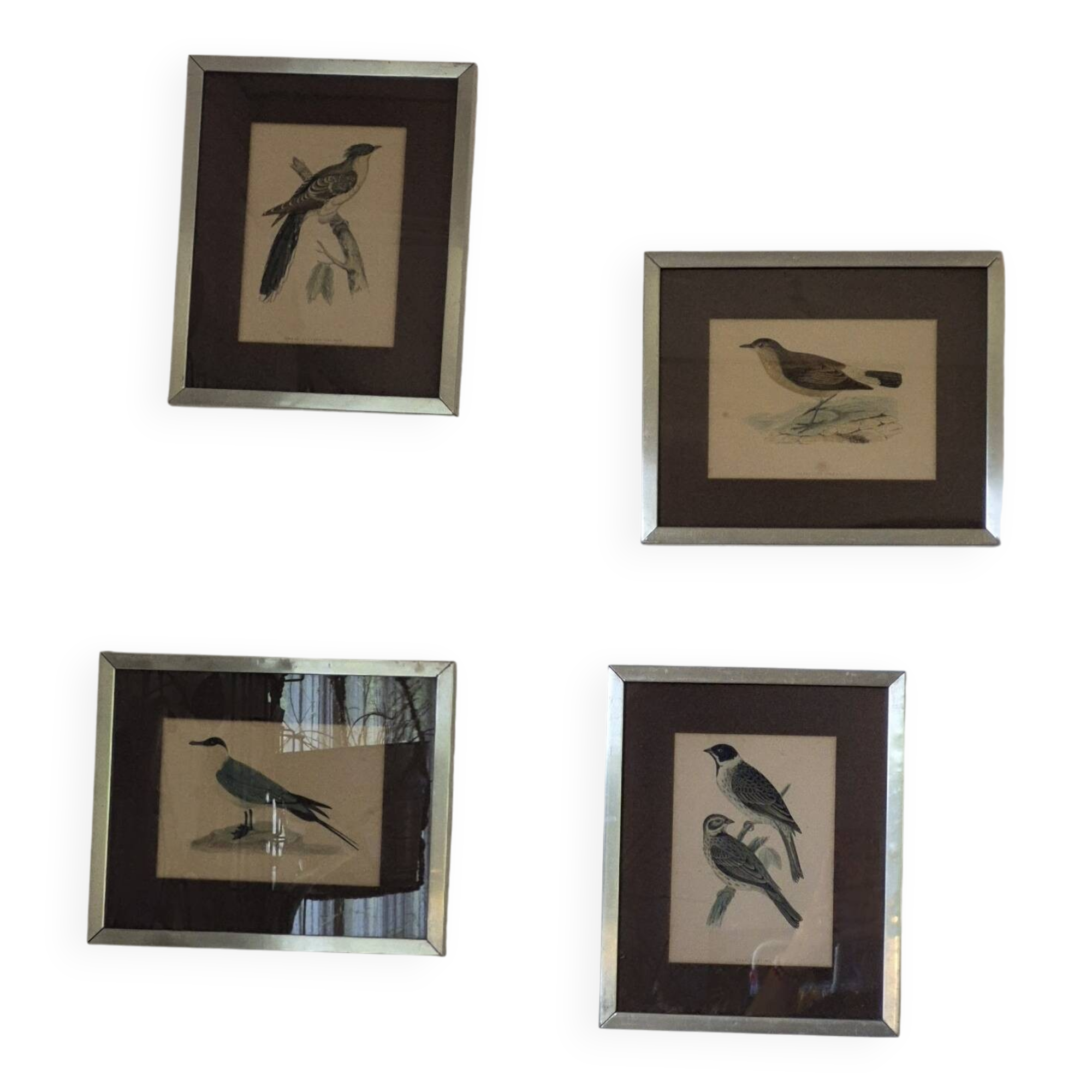 Bird prints