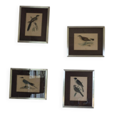 Bird prints
