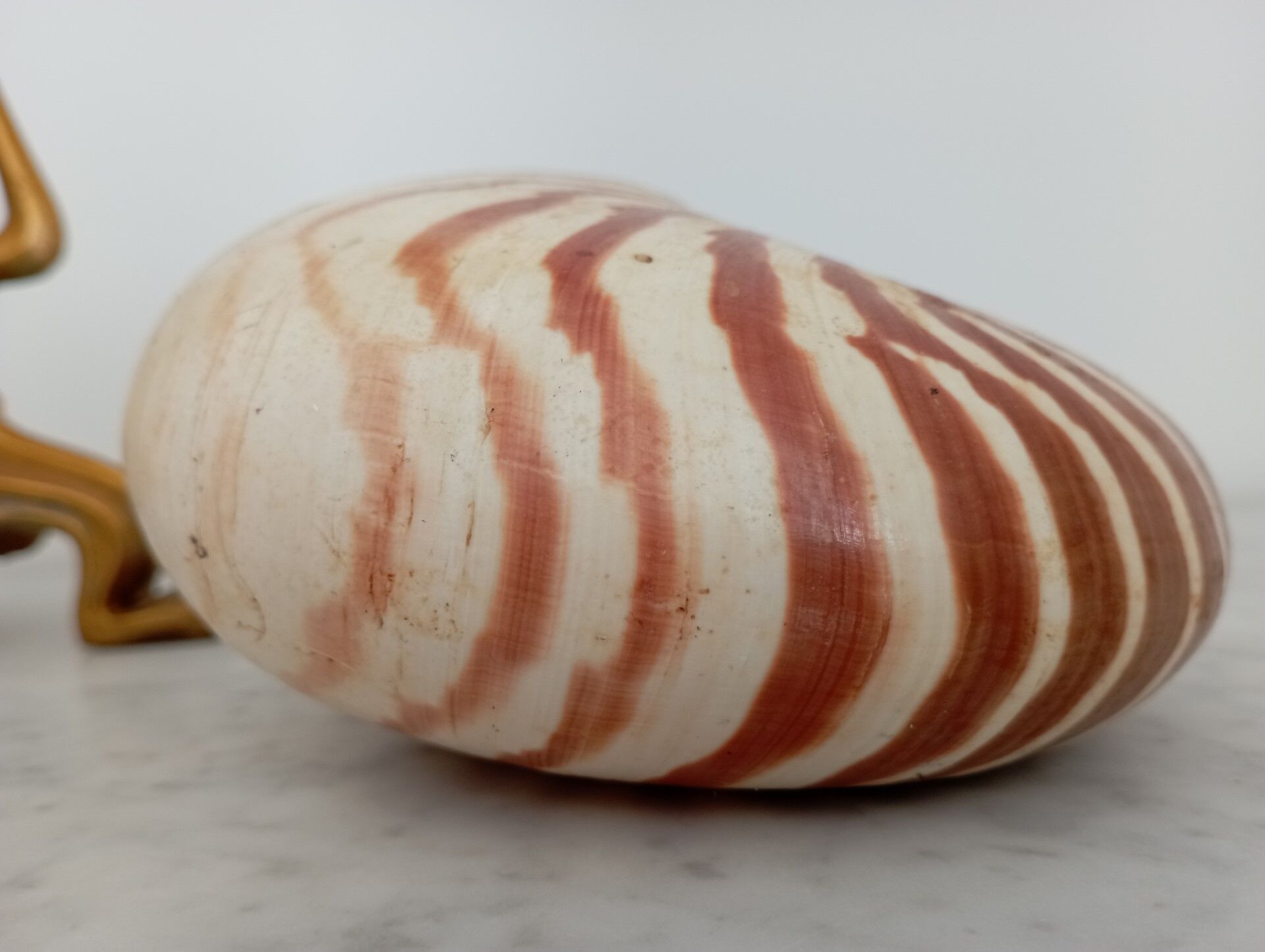 Nautilus shell