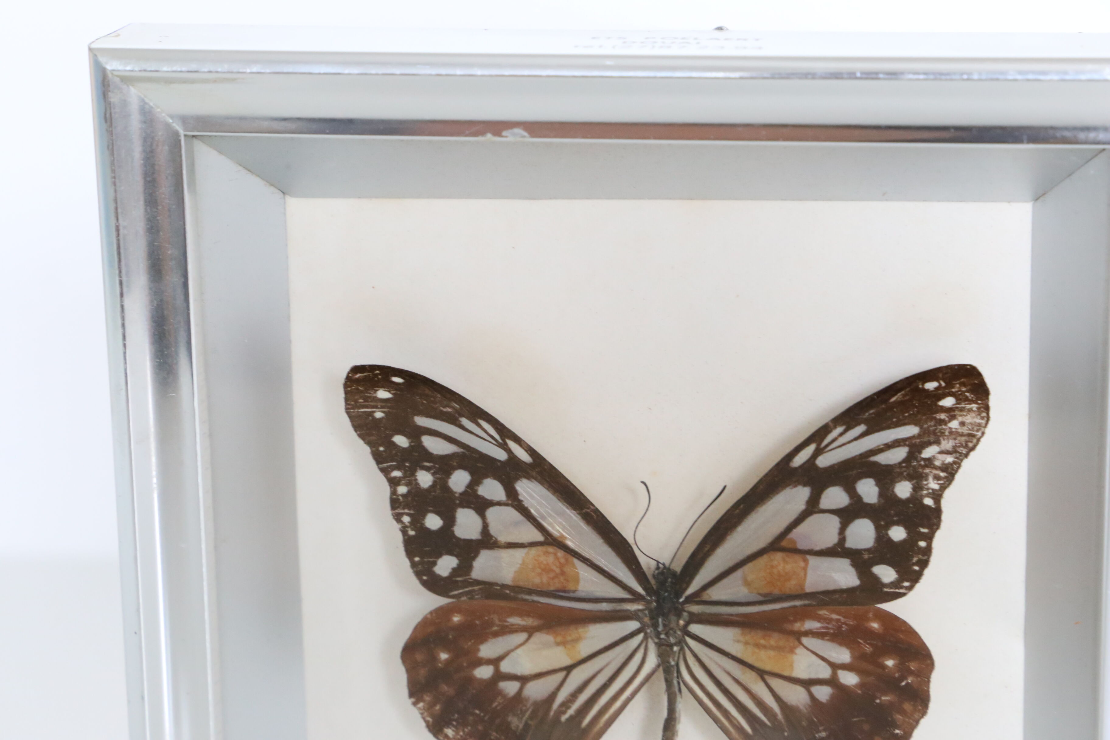 Naturalized Butterfly frame, Caduga SITA Niphonica