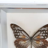 Naturalized Butterfly frame, Caduga SITA Niphonica