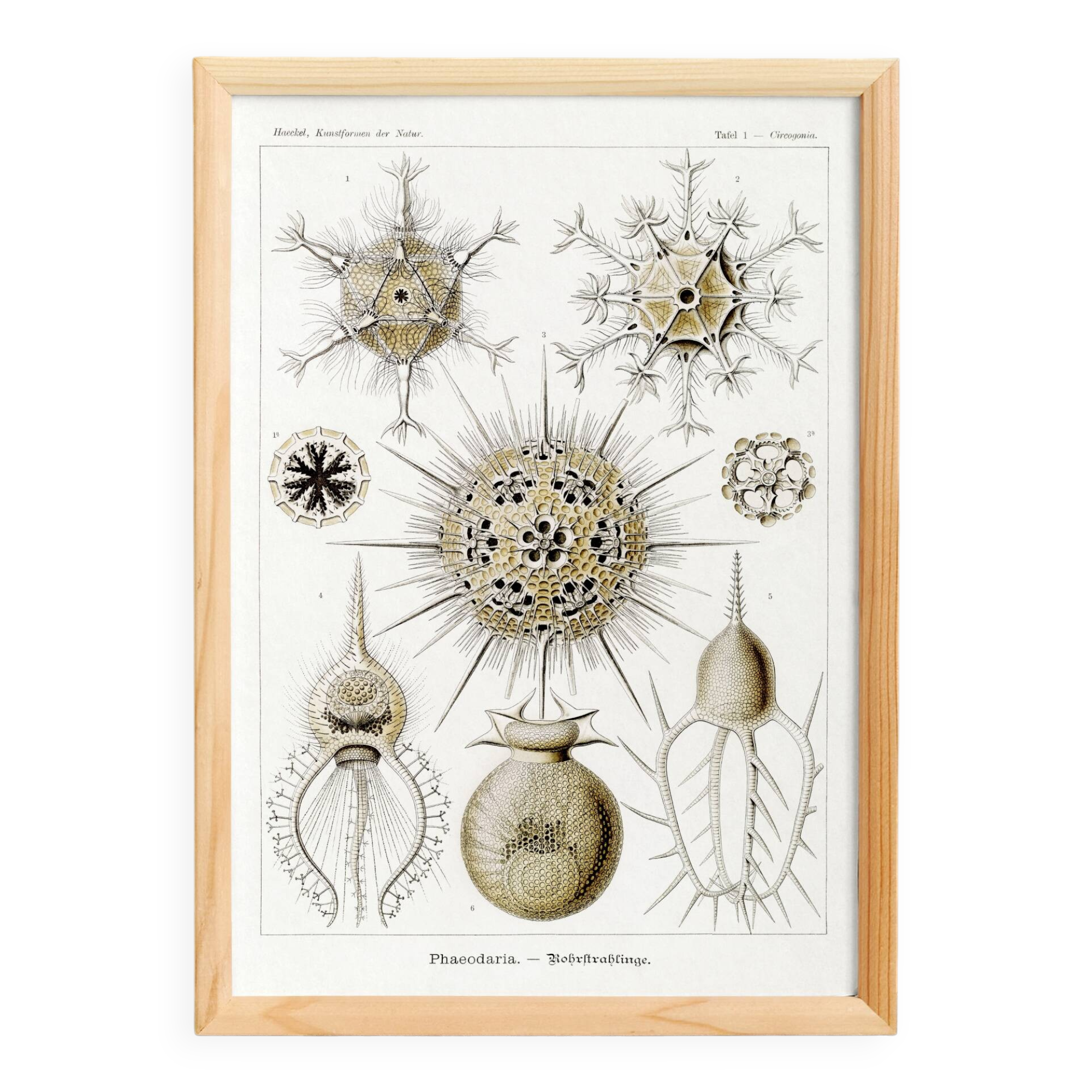 Poster about the Phaeodaires, based on an old lithograph from 1904.