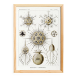 Poster about the Phaeodaires, based on an old lithograph from 1904.