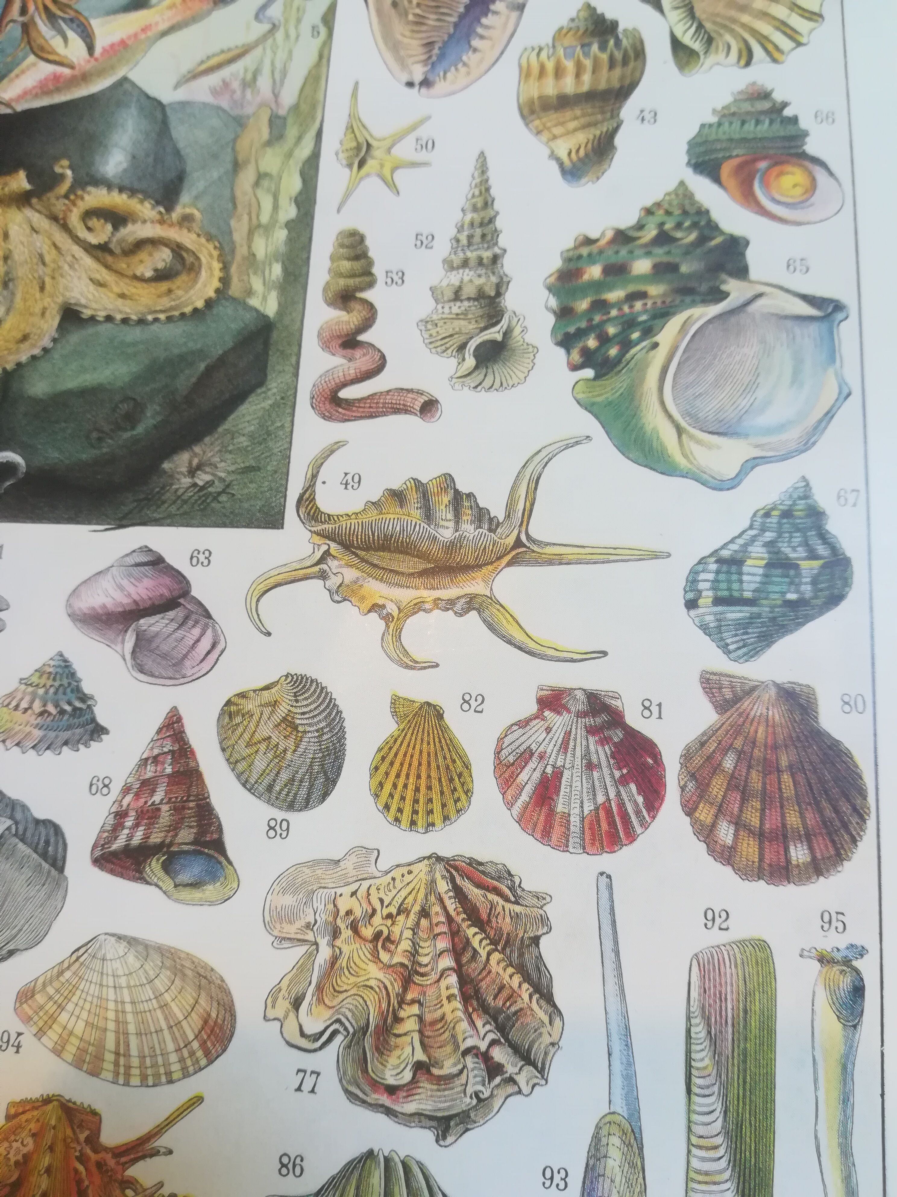 Lithographie sur les coquillages et mollusques de 1928