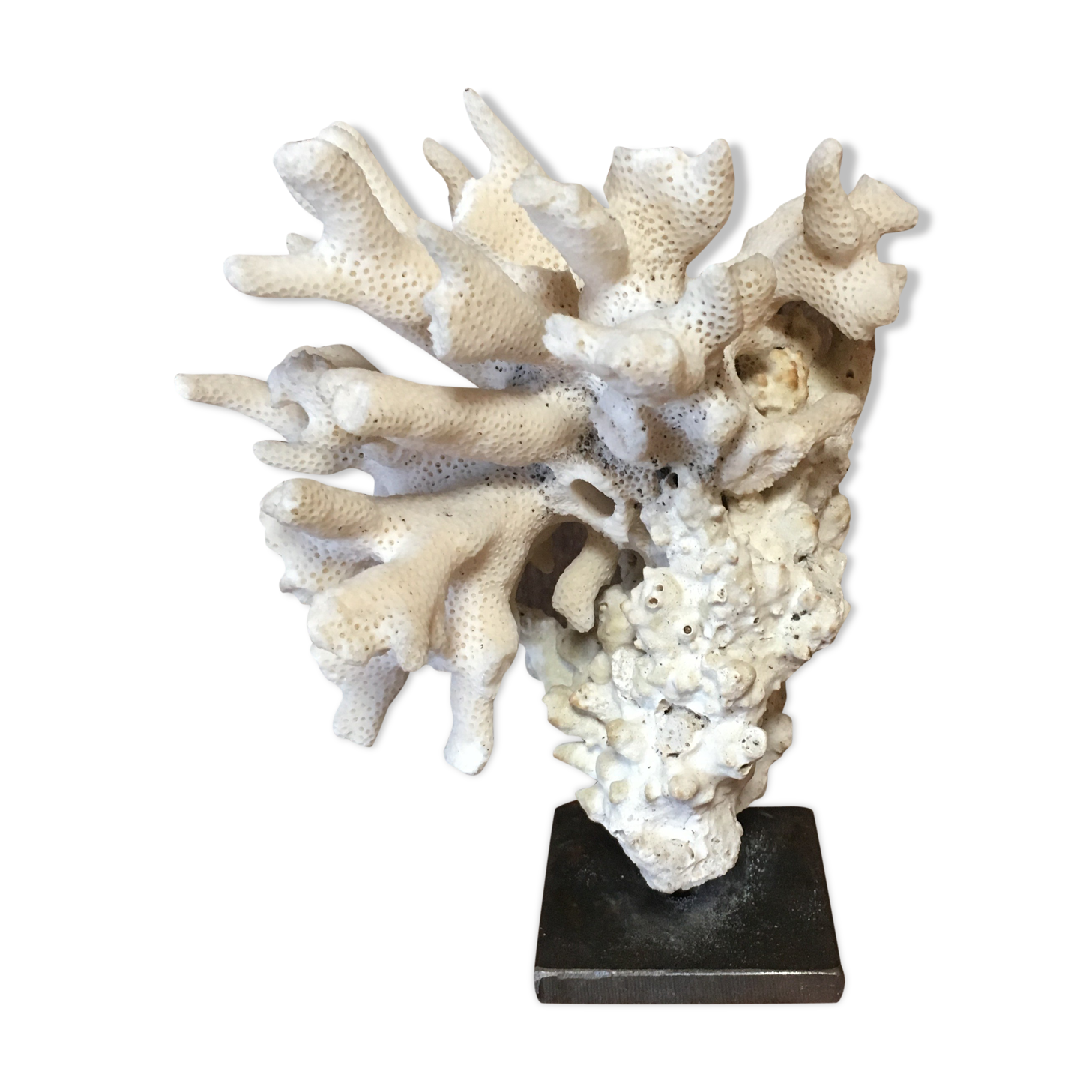 Coral on plinth