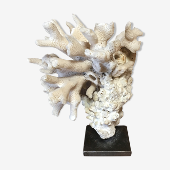 Coral on plinth