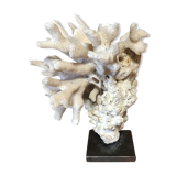 Coral on plinth