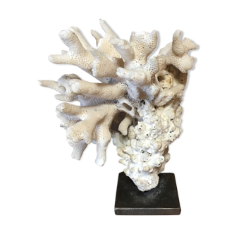 Coral on plinth