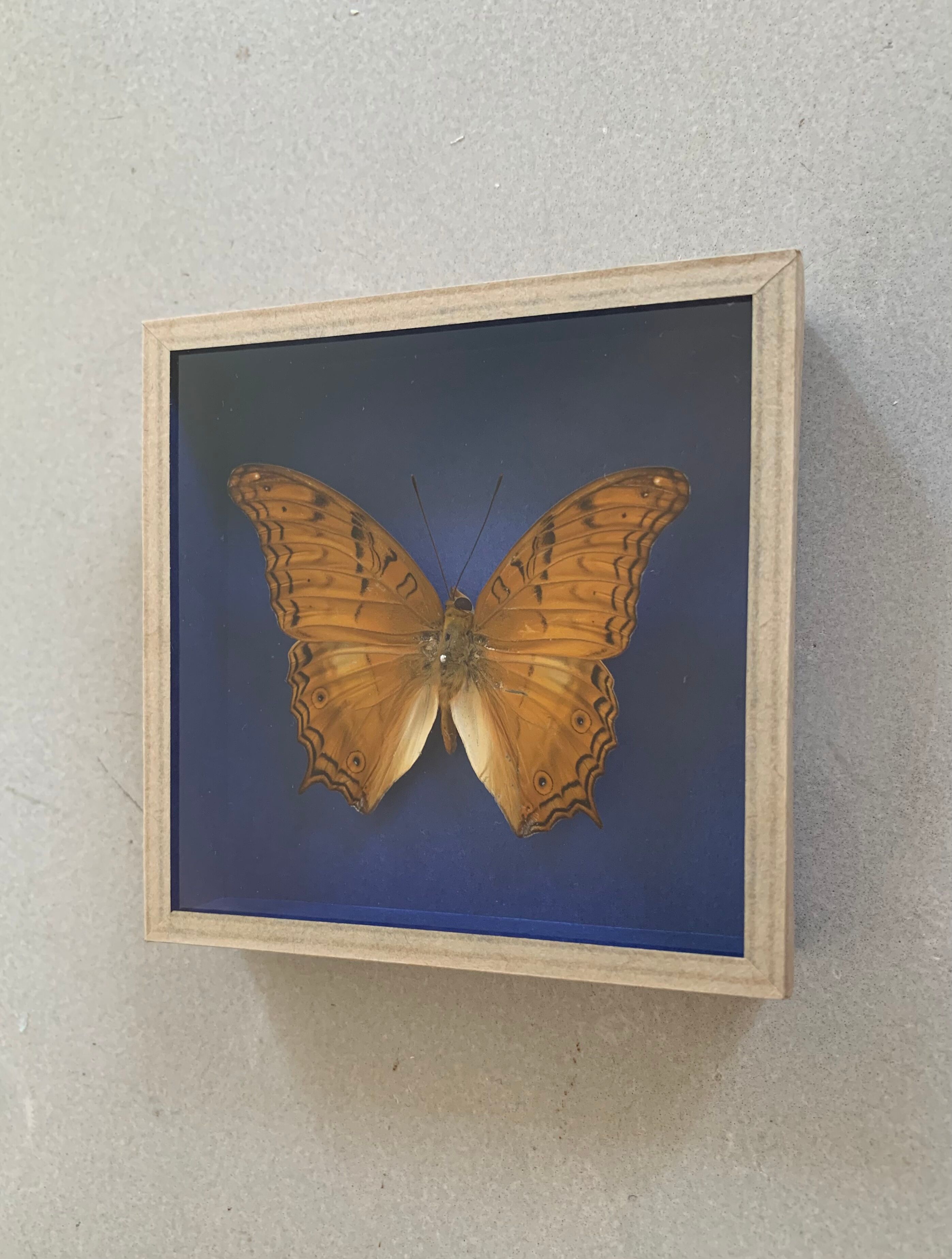 Butterfly stuffed under glass