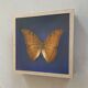 Butterfly stuffed under glass