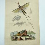 Old engraving from 1838 - Truxale insect and shell - Original zoological plate