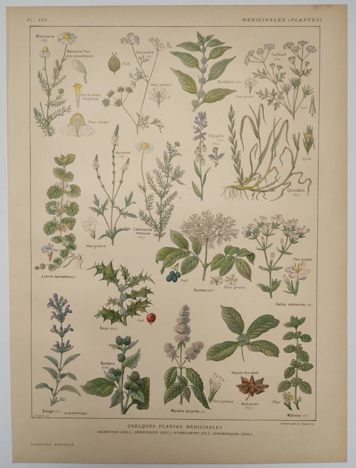 Botanical engraving from 1922 - Medicinal plants (2) - Old plate from Flowers and plants