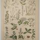 Botanical engraving from 1922 - Medicinal plants (2) - Old plate from Flowers and plants