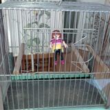Bird cage