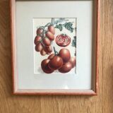 Lot of 6 old vegetable images