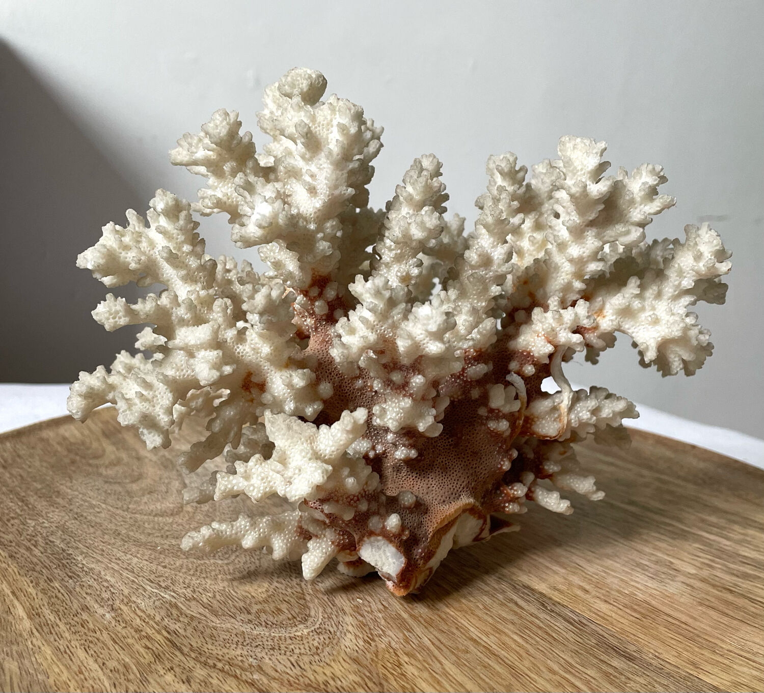 Vintage white coral