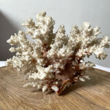 Vintage white coral