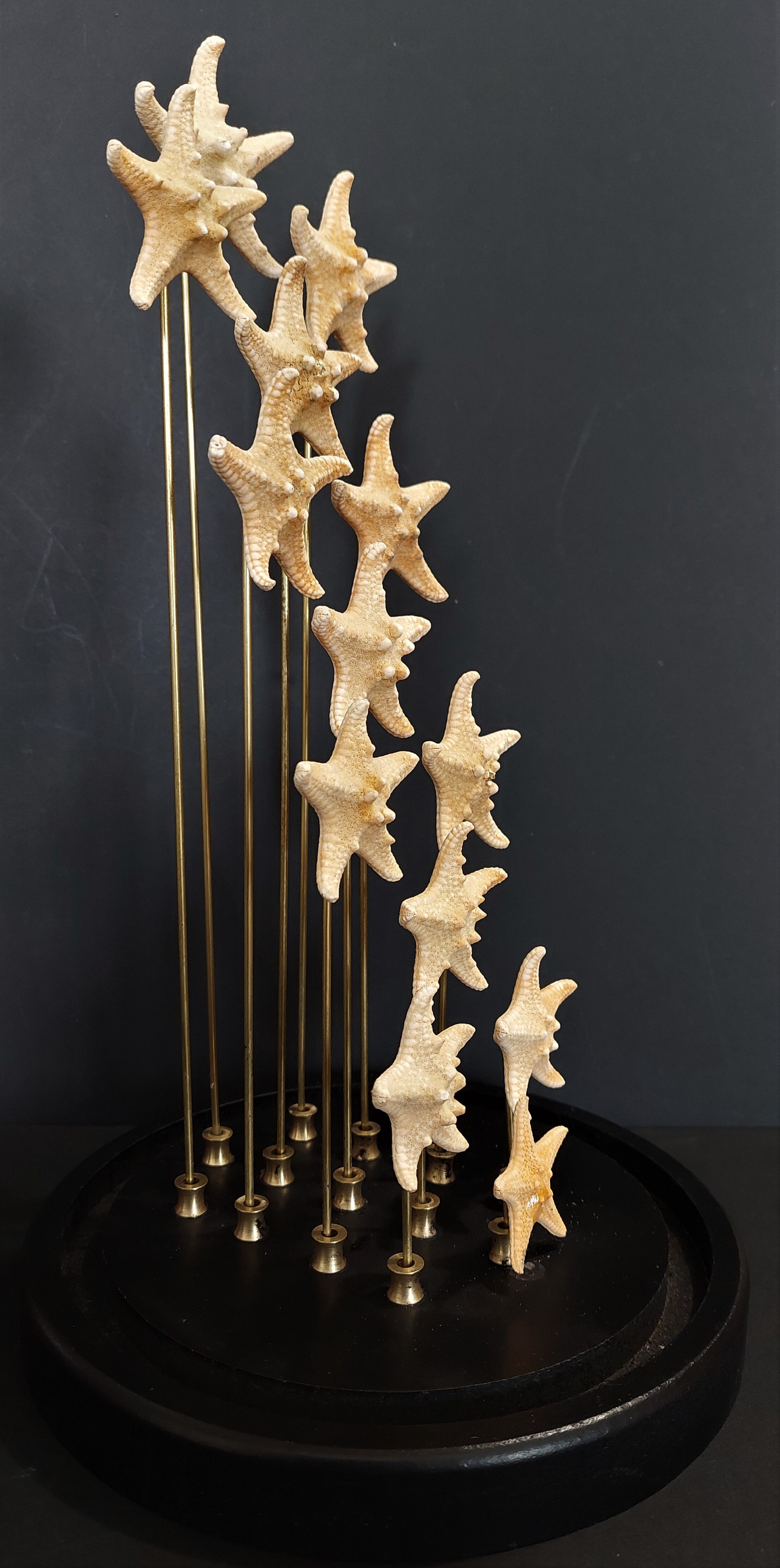 Cabinet of curiosities starfish globe protoreaster nodosus