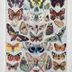 Illustration Millot "Papillons"