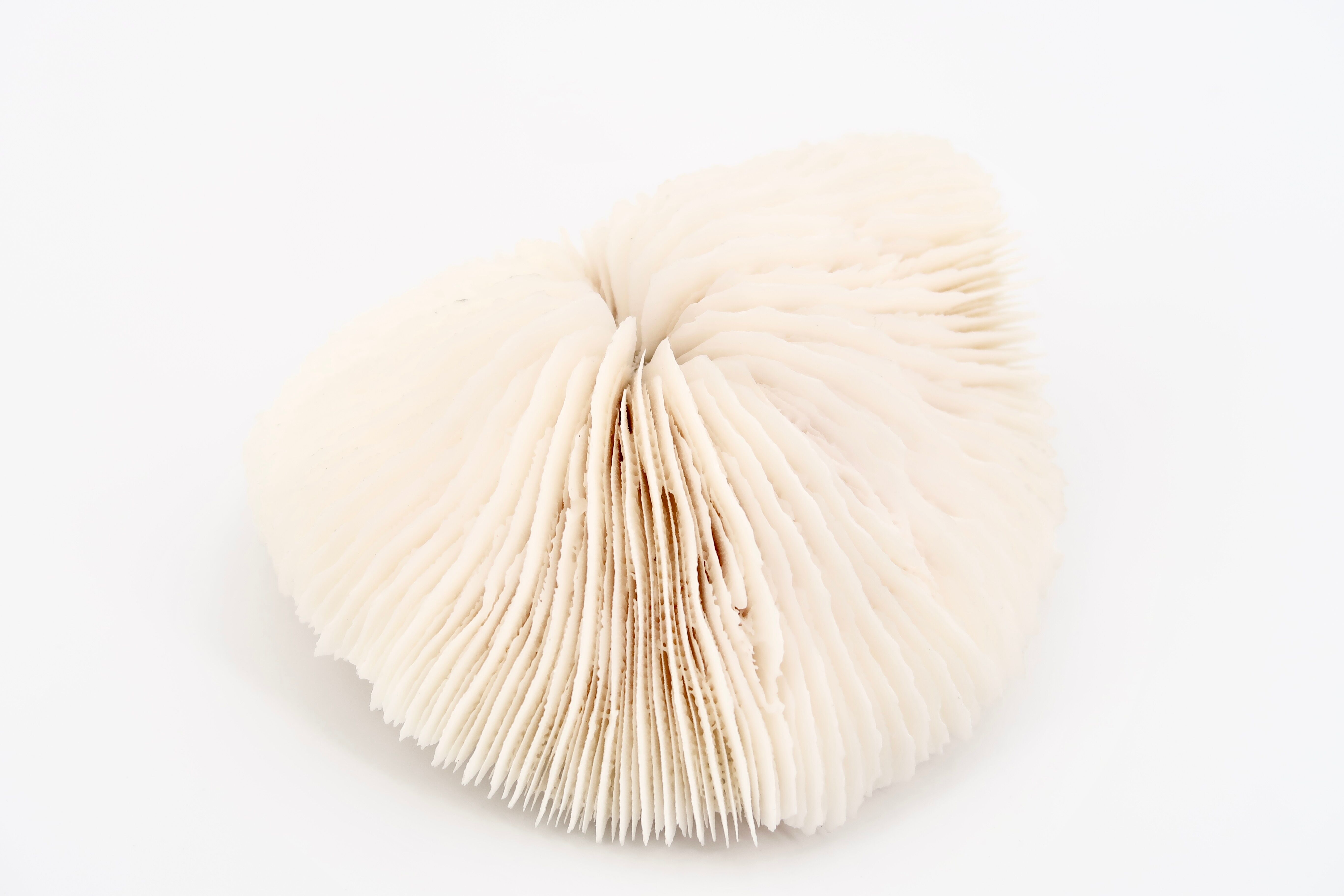 Corail blanc naturel, années 70