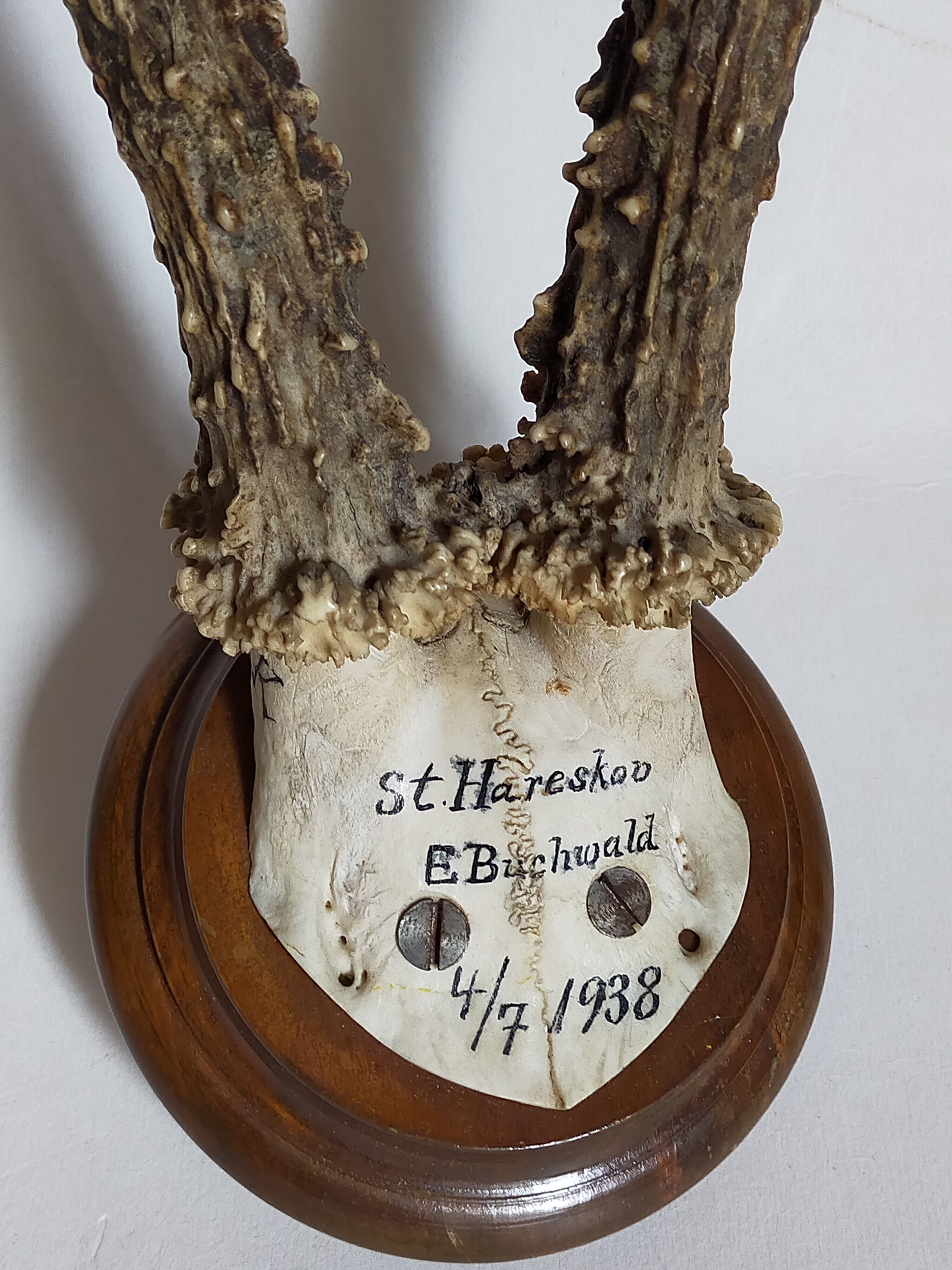 Scandinavian hunting trophy old 30 years