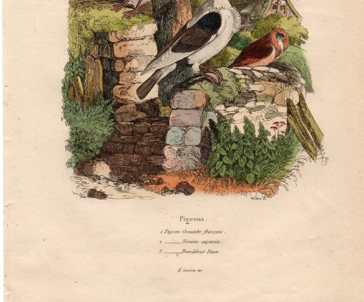 Old engraving from 1839 - Pigeons by A. Fries - Vintage plate