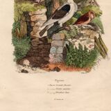 Old engraving from 1839 - Pigeons by A. Fries - Vintage plate