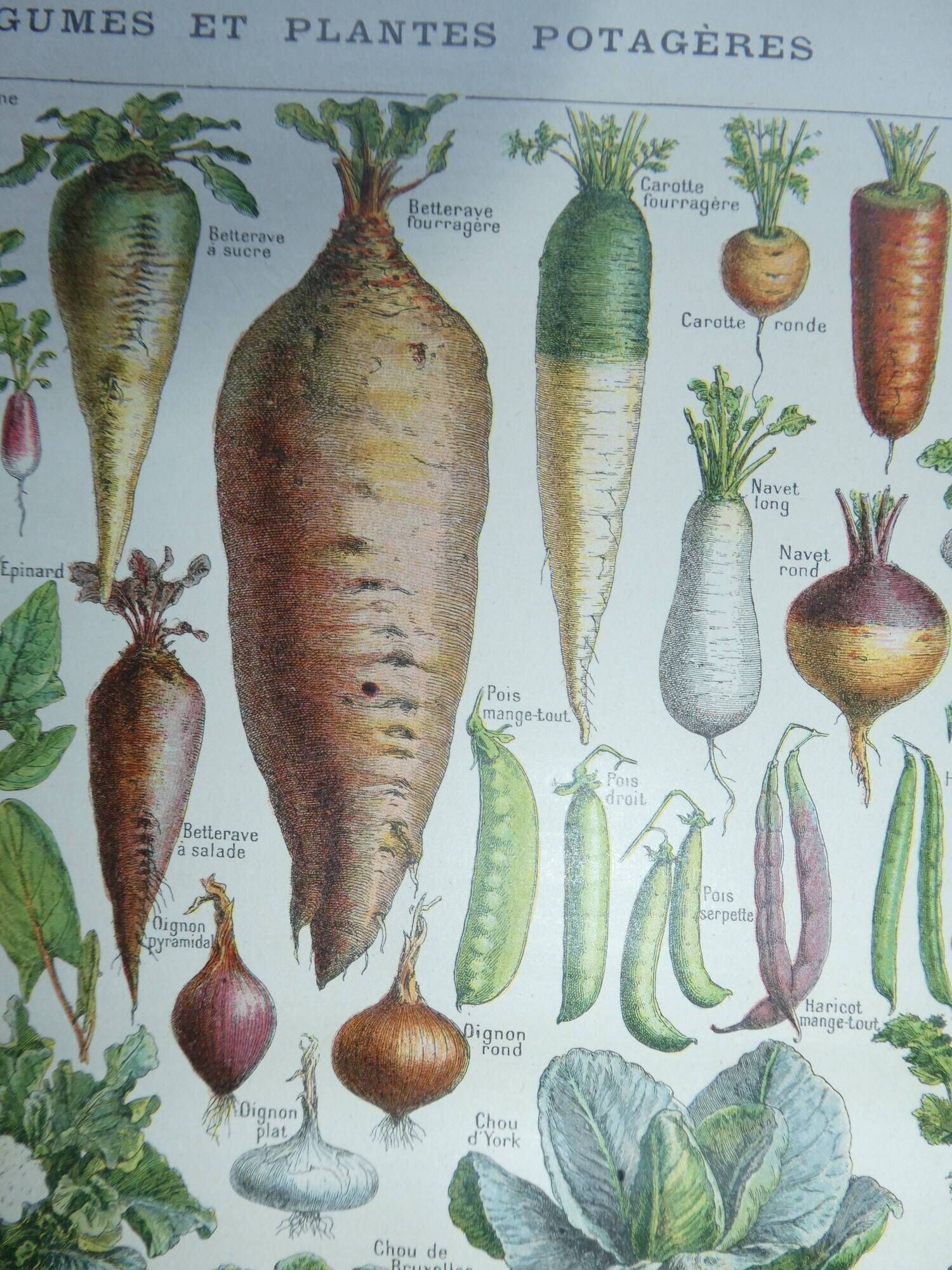 Lithograph, engraving on the vegetables of the vegetable garden dating from 1905