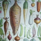 Lithograph, engraving on the vegetables of the vegetable garden dating from 1905