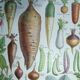 Lithograph, engraving on the vegetables of the vegetable garden dating from 1905