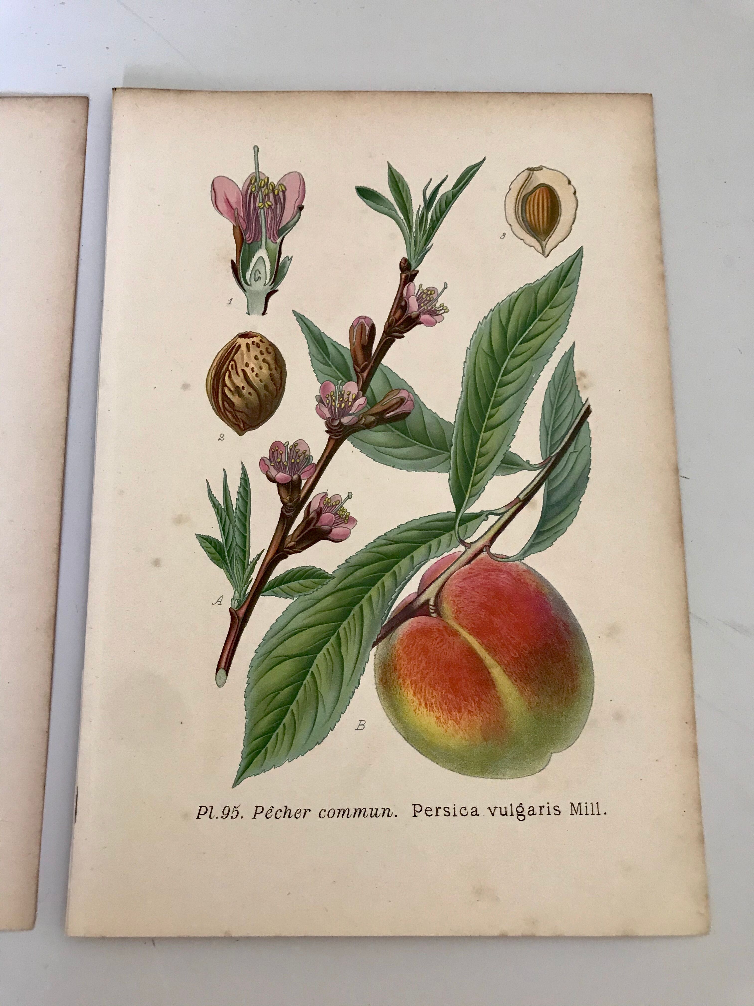 Botanical fruit boards 1891