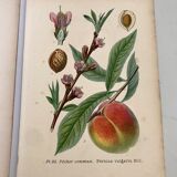 Botanical fruit boards 1891