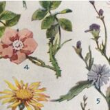 Original plate n1 of flowers from 1938