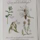 Botanical printing -Catarrh herbal tea- Engraving of medicinal plants and herbs