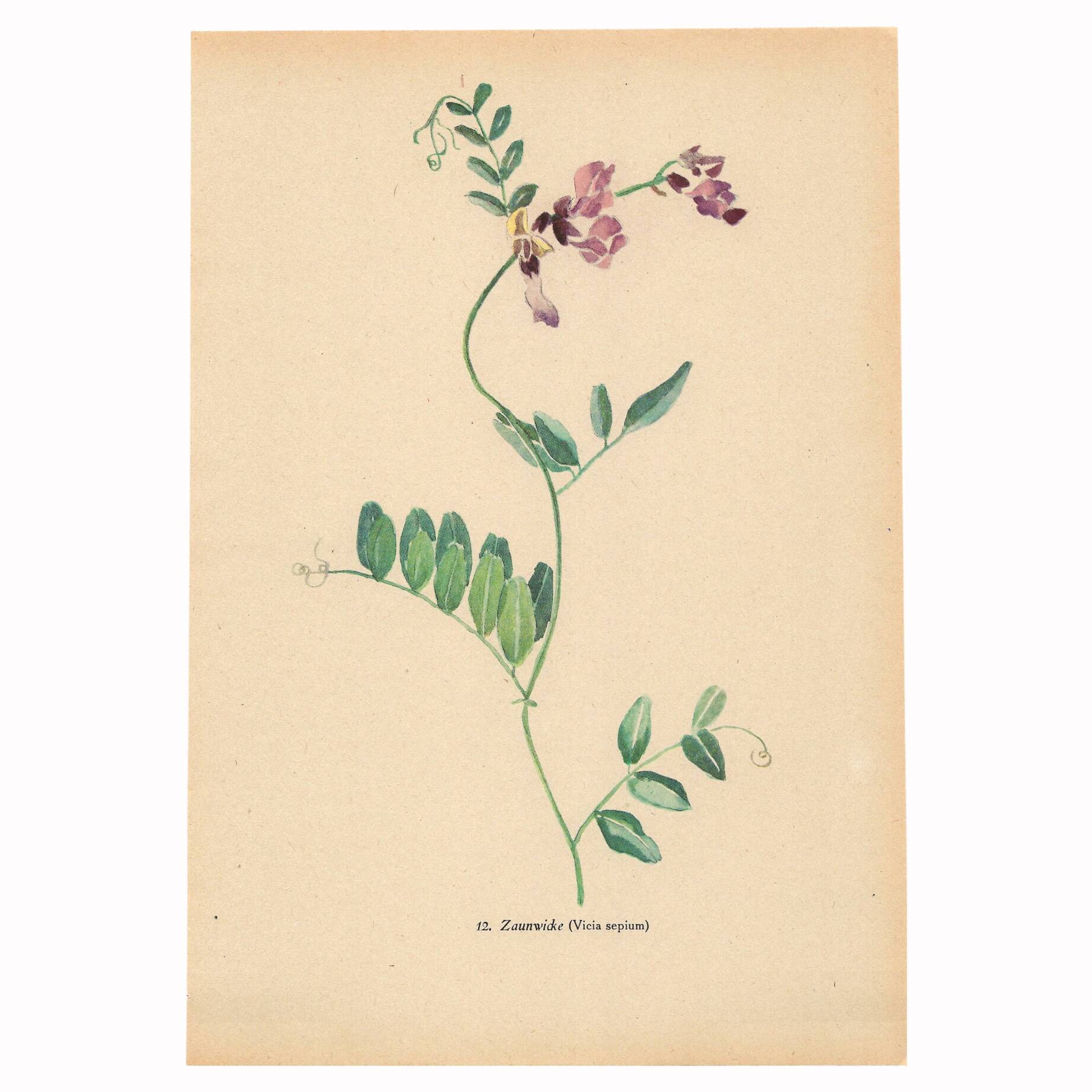 Old illustration 1948 - Vetch - Meadow flower. Botanical plate.