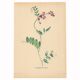 Old illustration 1948 - Vetch - Meadow flower. Botanical plate.