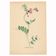 Illustration ancienne 1948 - Vesce - Fleur des prés. Planche botanique