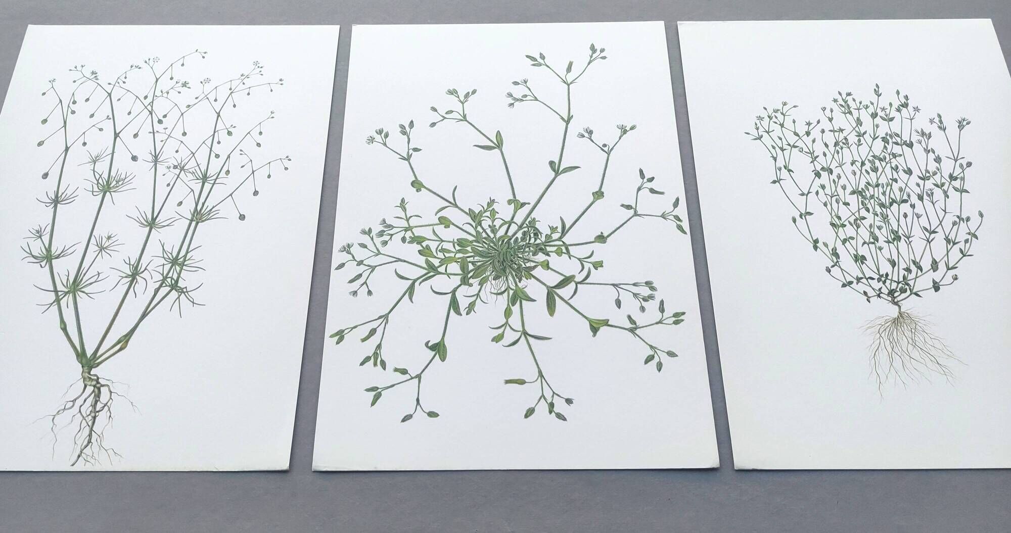 Lot of 3 vintage botanical plates from 1978 - including Field Spergule - Illustration of herbs