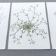 Lot of 3 vintage botanical plates from 1978 - including Field Spergule - Illustration of herbs