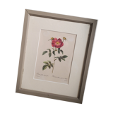 Litho rosier provins stapelie