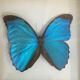 Butterfly frame