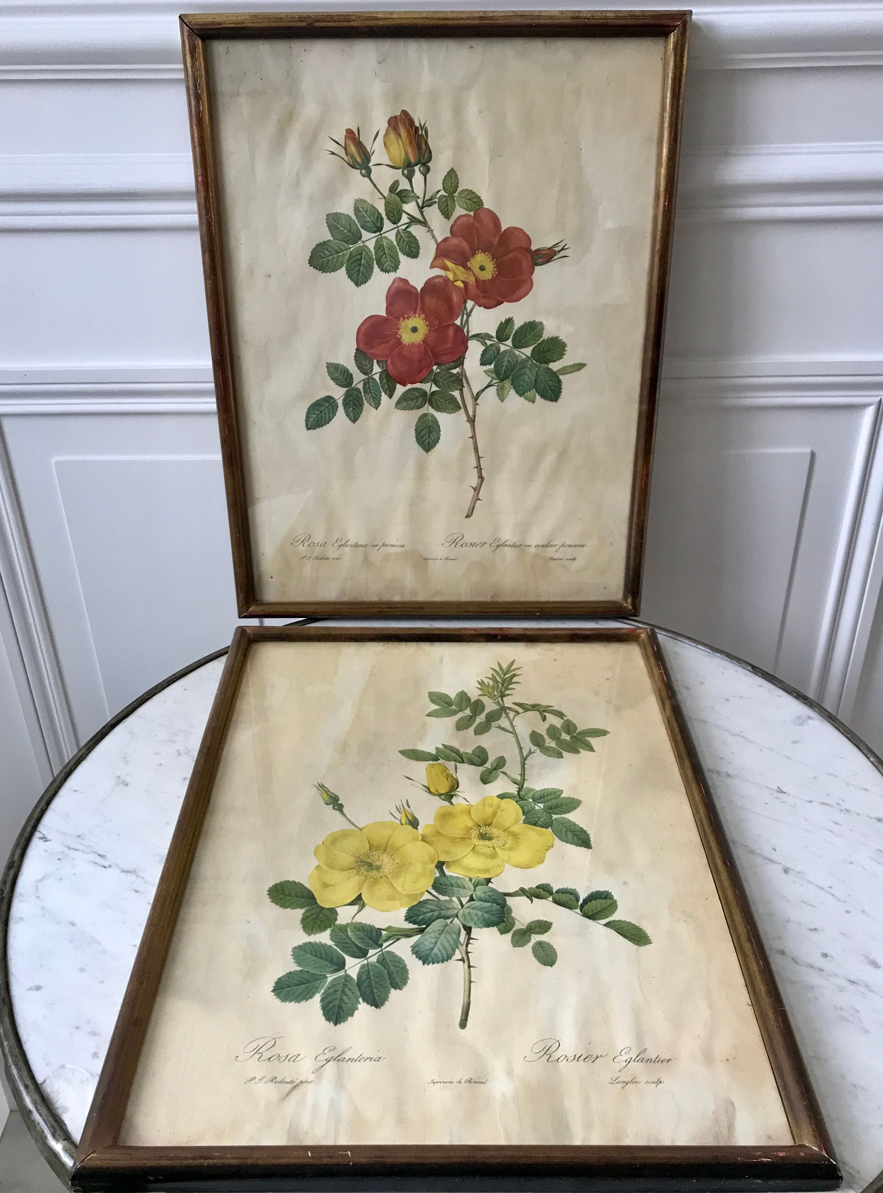 Duo of lithographs JP Redouté Rosier Eglantier red and yellow