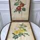 Duo of lithographs JP Redouté Rosier Eglantier red and yellow