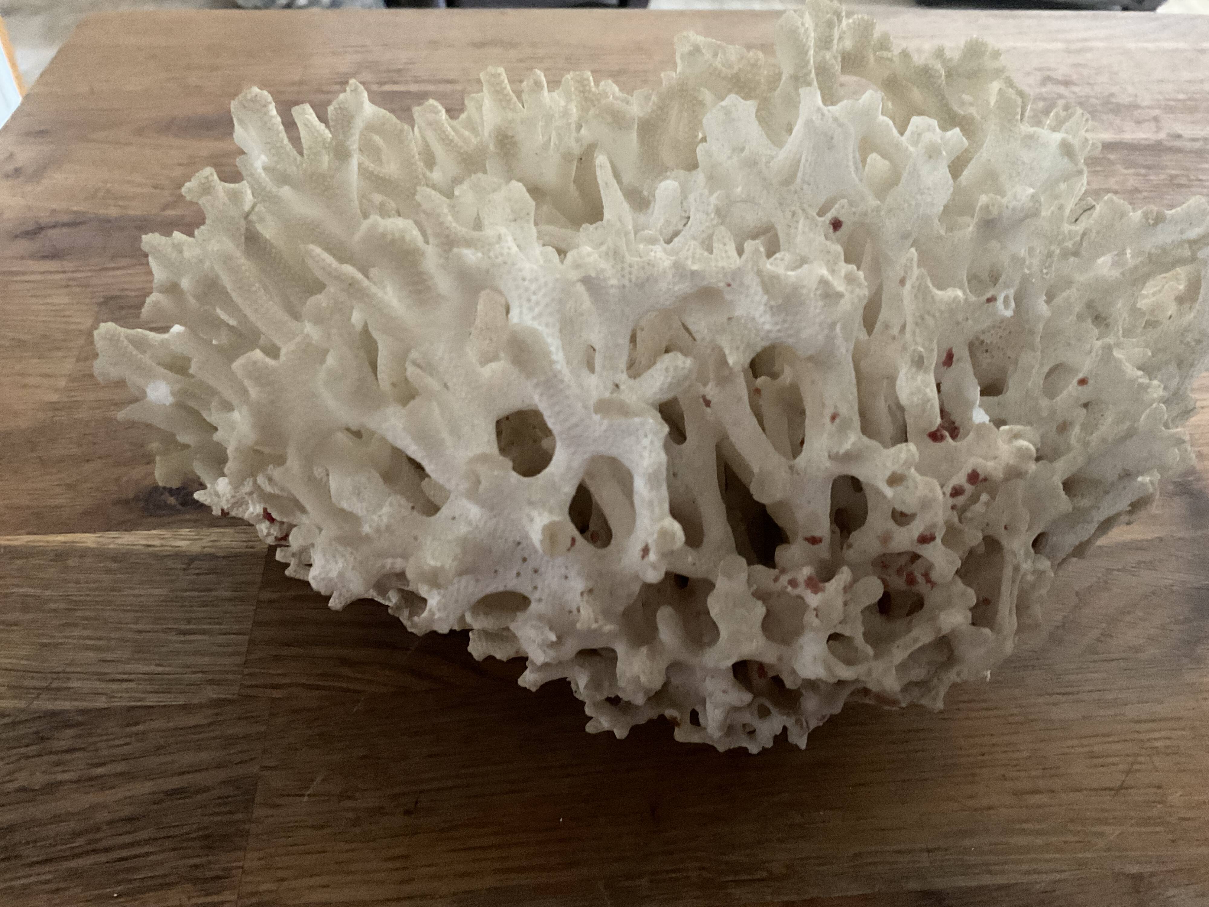 Corail Blanc / Corail nid . Ancien  . 32 cm x 24 cm