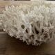 Corail Blanc / Corail nid . Ancien  . 32 cm x 24 cm