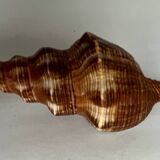Filifusus shell
