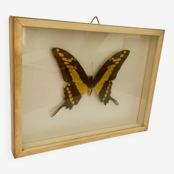 Butterfly wall frame