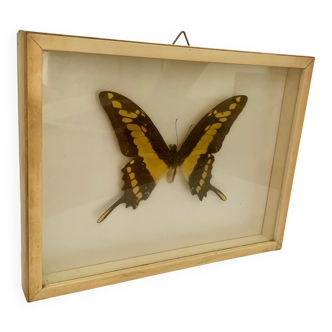 Butterfly wall frame