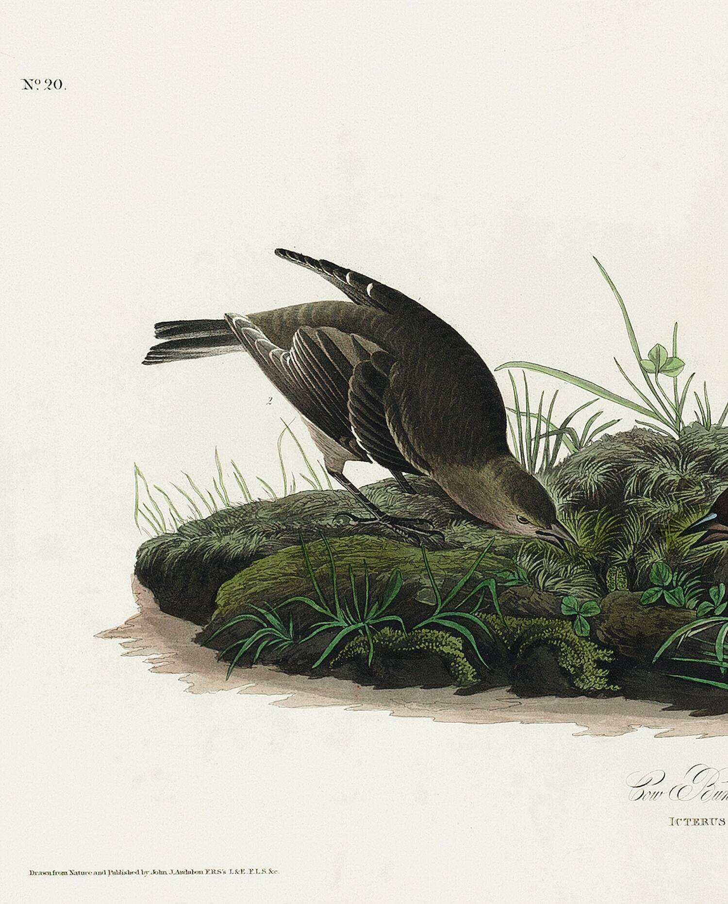 Poster about the Brown-headed Cowherd, based on an old engraving from 1827.